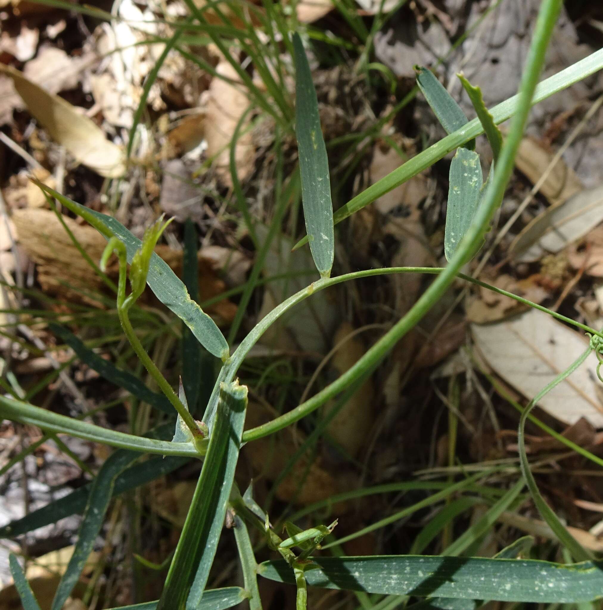 Image of Common Sweet Pea