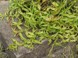 Sivun Persicaria prostrata (R. Br.) Sojak kuva