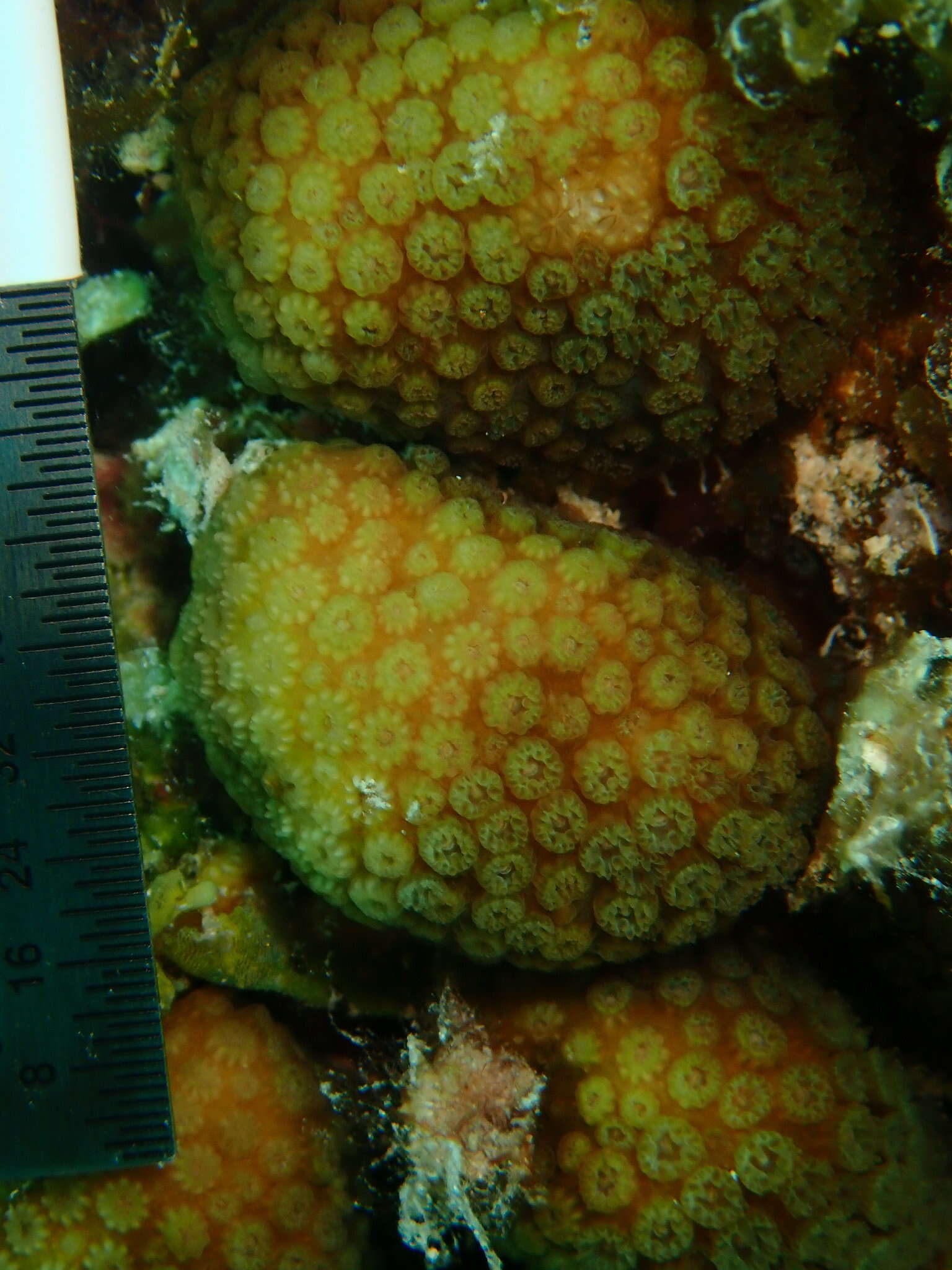 Image of Green Cactus Coral