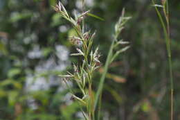 Image of Cymbopogon goeringii (Steud.) A. Camus