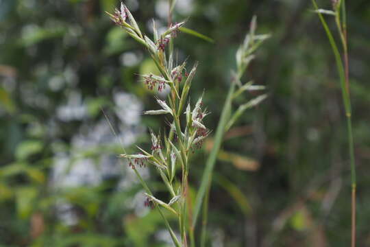 Imagem de Cymbopogon goeringii (Steud.) A. Camus