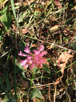 Image of Red Clover