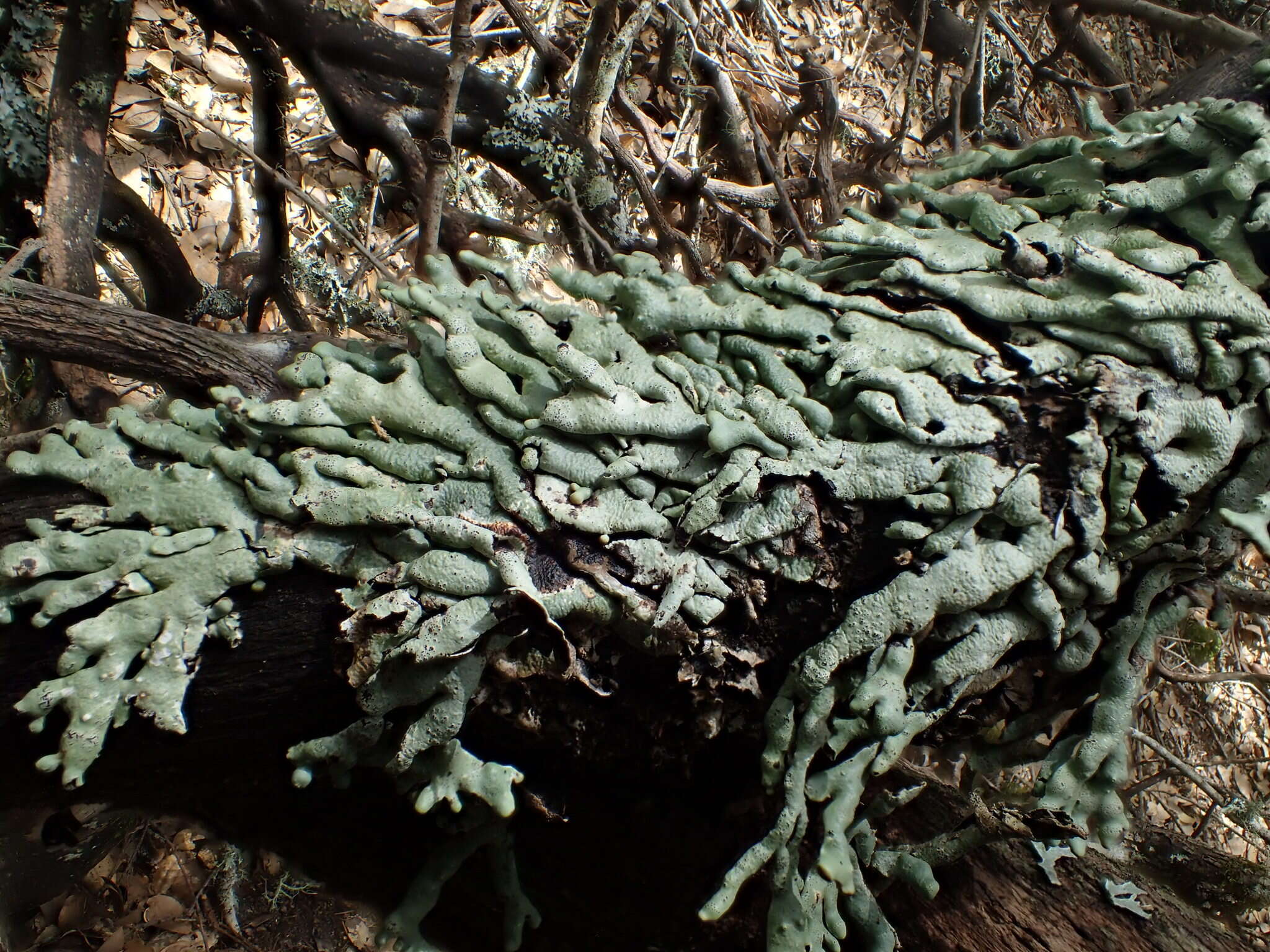 Image of Lattice tube lichen