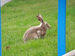 Image of White-tailed Jackrabbit