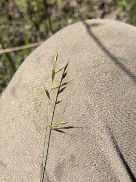 Image de Vulpia microstachys (Nutt.) Munro