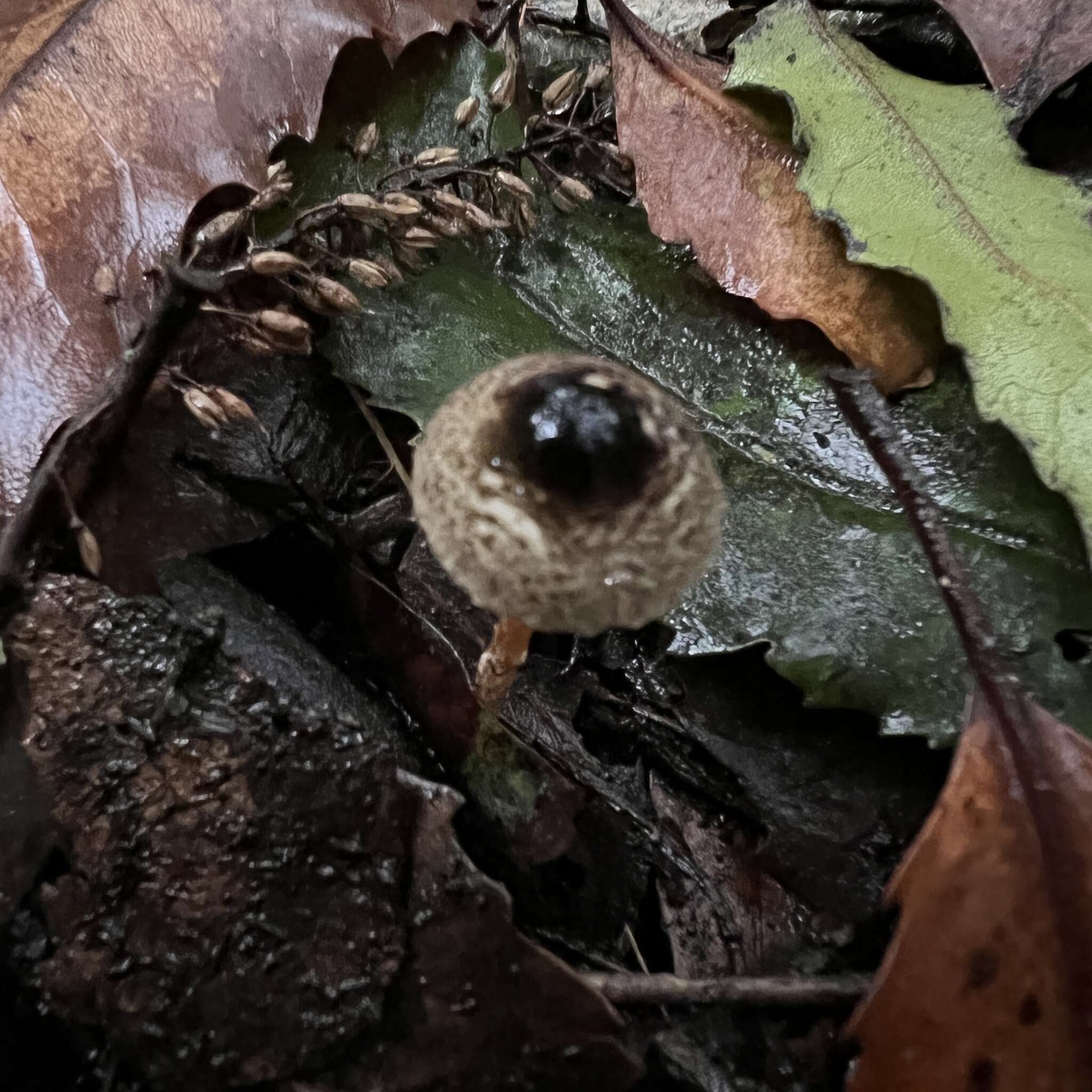 Image de Lepiota calcarata (E. Horak) E. Horak 1980