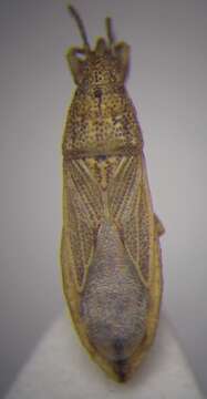 Image of Cymophyes