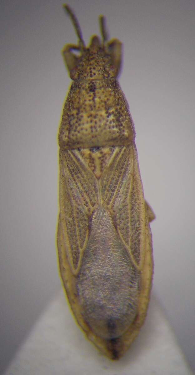 Image of Cymophyes (Cymophyes) golodnajana Seidenstucker & G. 1953