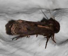 Image of Clemens' Grass Tubeworm Moth