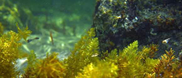 Image of Smooth Toadfish