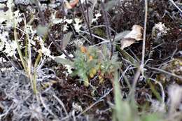 Image de Draba yukonensis A. E. Porsild