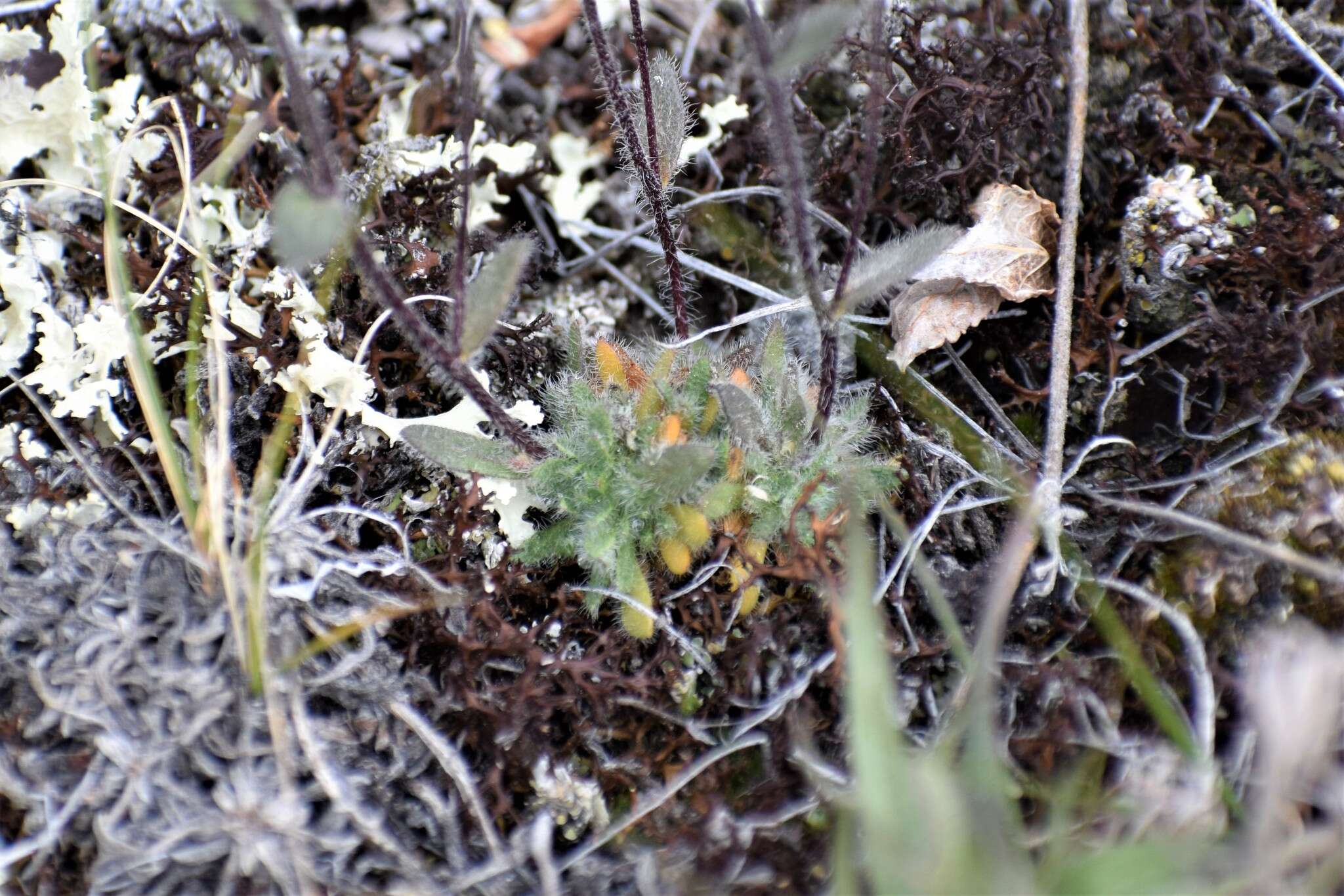 Image of Yukon whitlowgrass