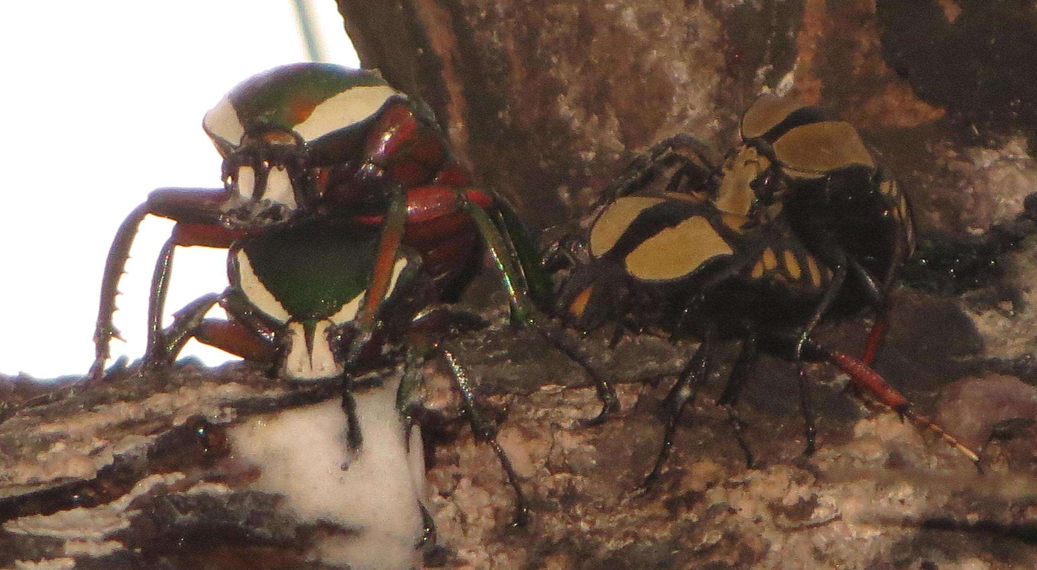 Image of Dicronorhina derbyana derbyana Westwood 1842