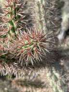 Imagem de Cylindropuntia santamaria (E. M. Baxter) Rebman