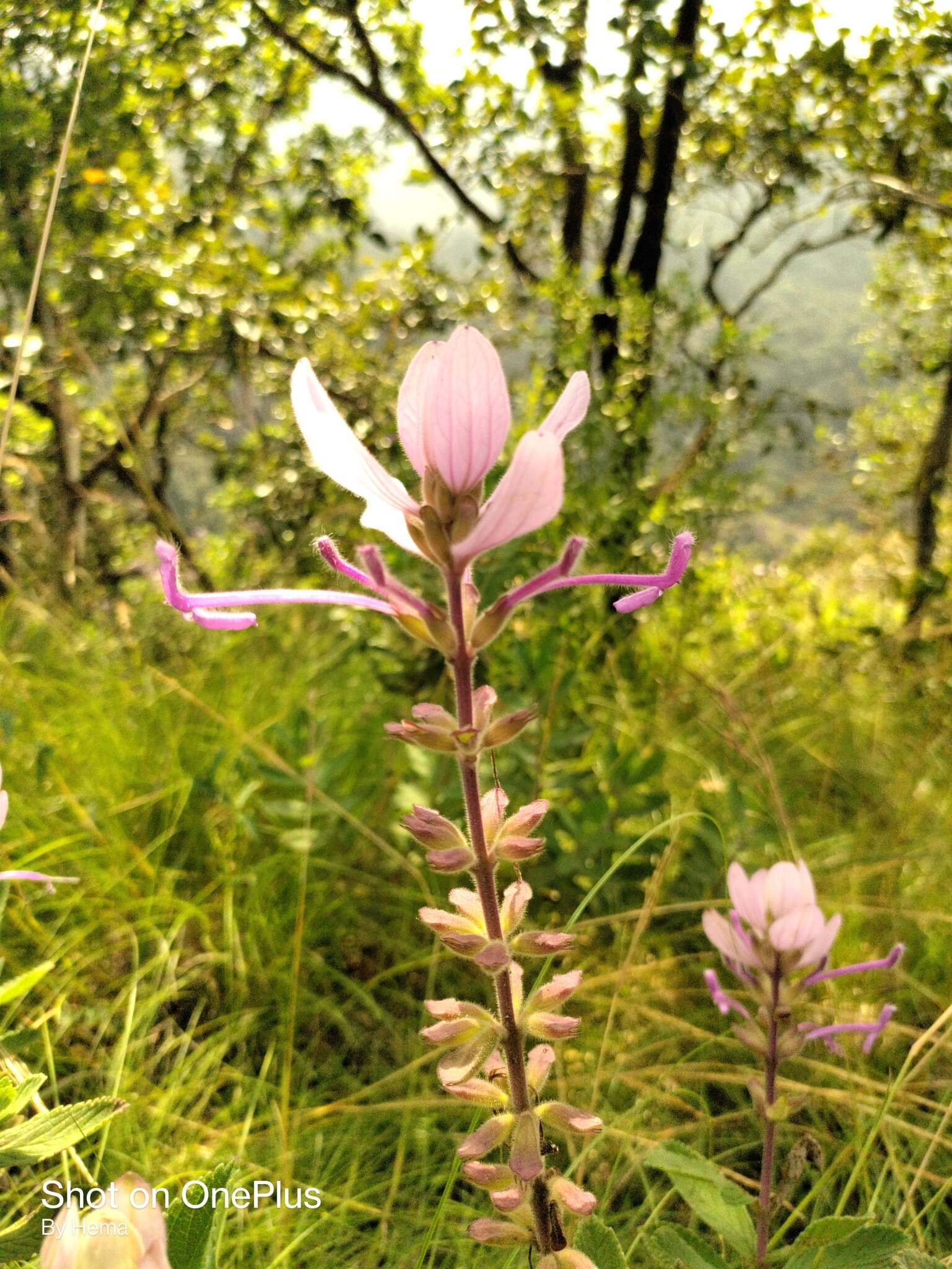 Image of Syncolostemon comosus (Wight ex Benth.) D. F. Otieno