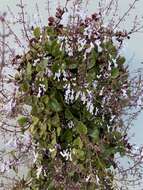 Image of whorled plectranthus