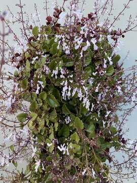 Image de Plectranthus verticillatus (L. fil.) Druce