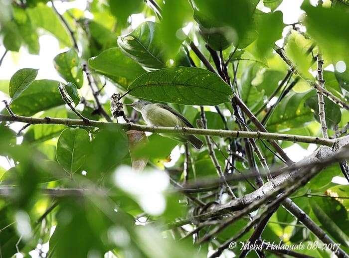 Plancia ëd Glycichaera fallax pallida Stresemann & Paludan 1932