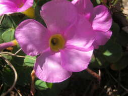 Image of purple woodsorrel