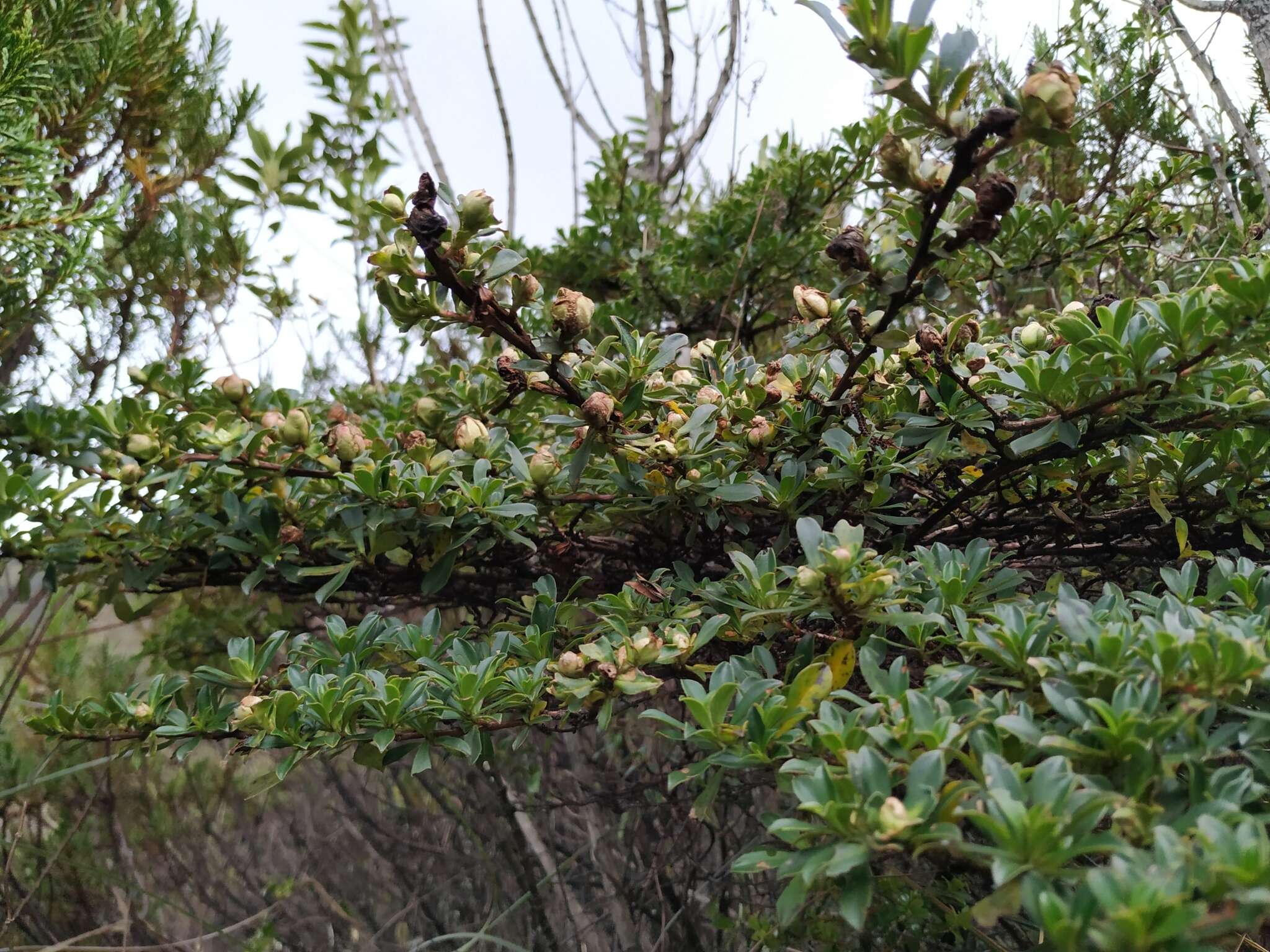 Escallonia myrtilloides L. fil. resmi