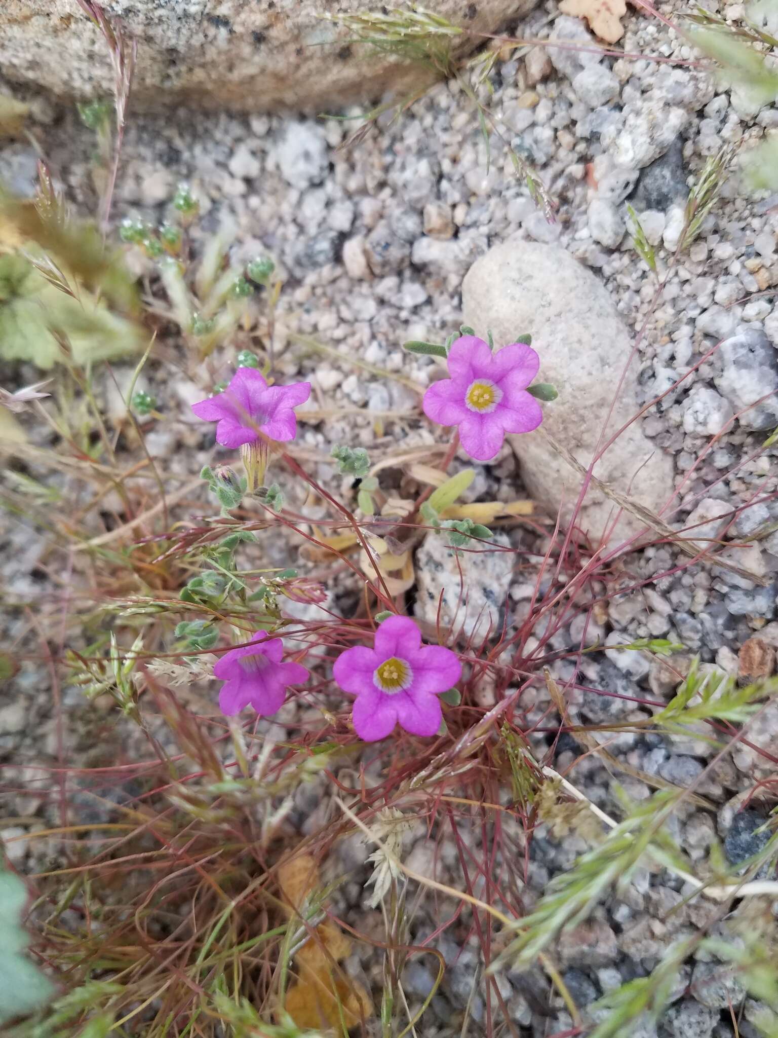 Plancia ëd Nama demissa var. demissa