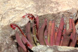 Image of Acianthera teres (Lindl.) Borba