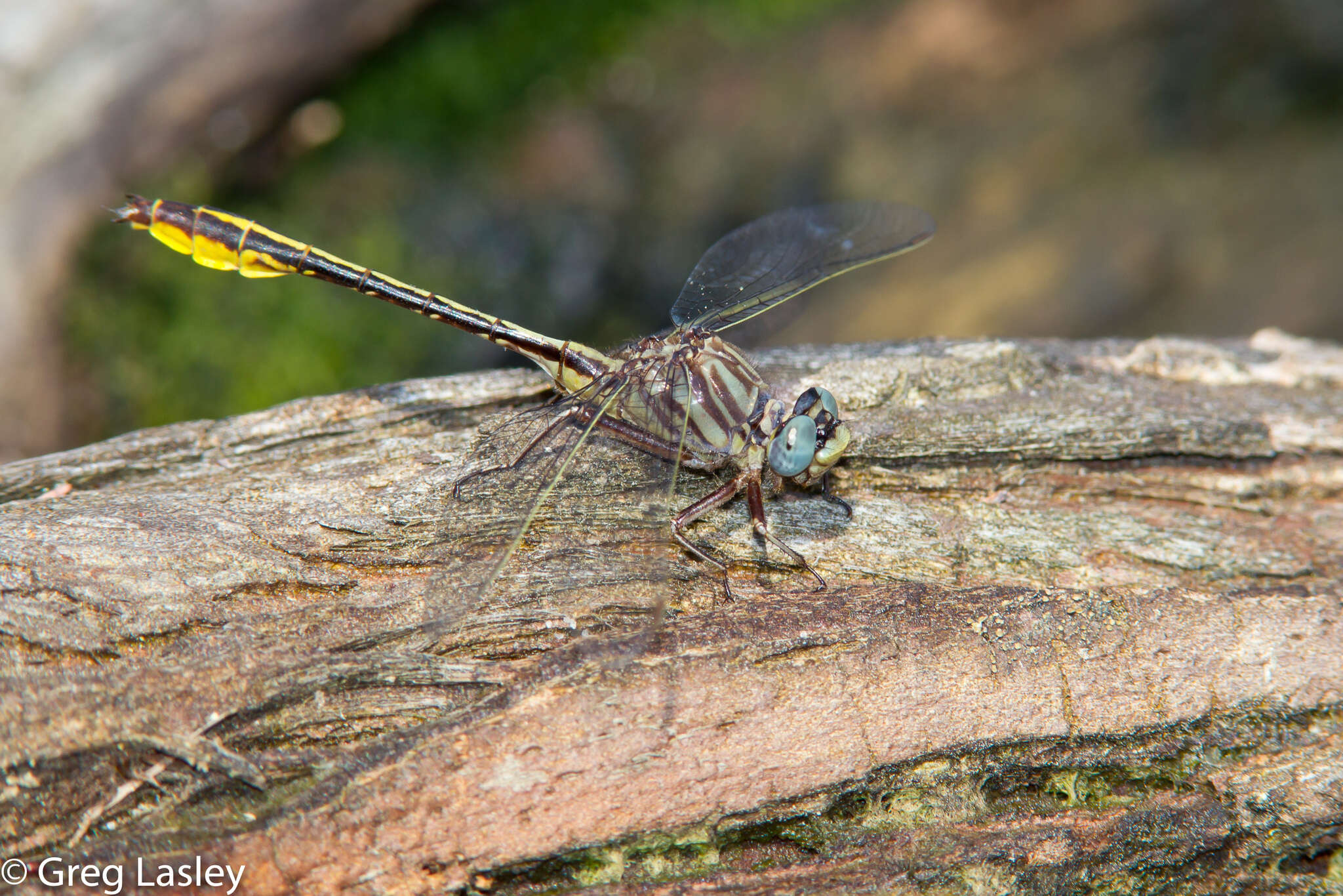 Image of Phanogomphus cavillaris (Needham 1902)