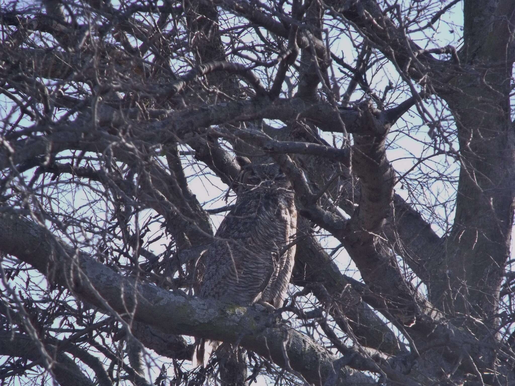 Image of Eagle-owls