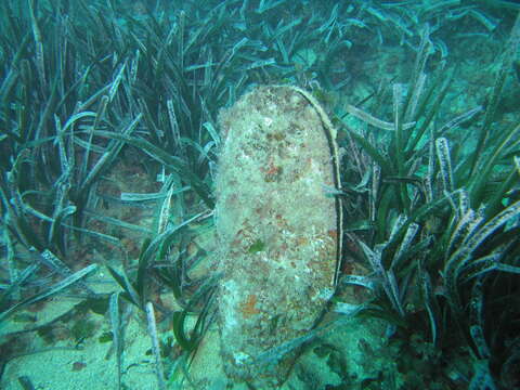 Image of fan mussel