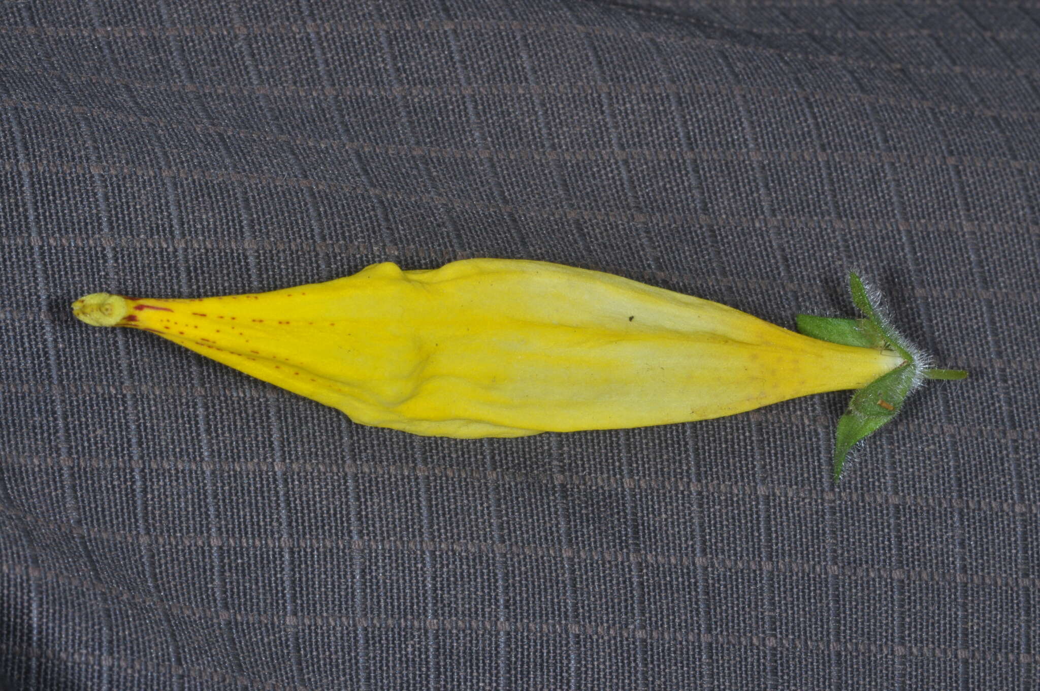 Image of Calceolaria crenatiflora Cav.