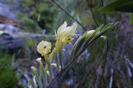 Gladiolus buckerveldii (L. Bolus) Goldblatt resmi