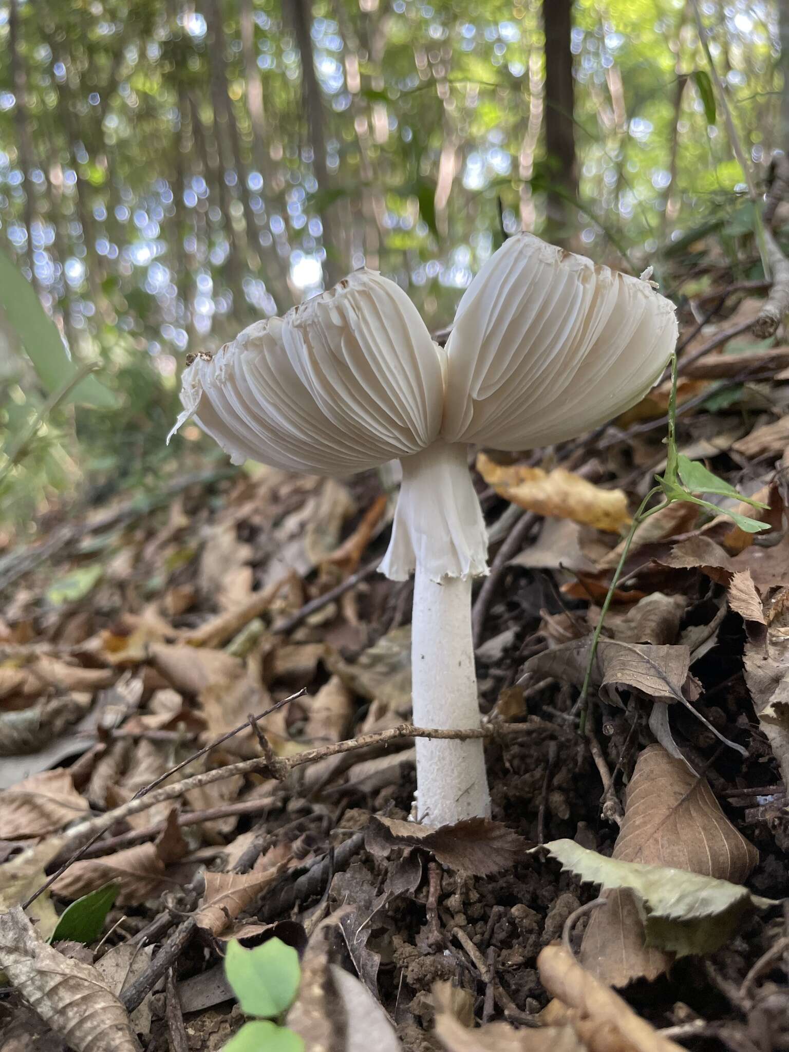 صورة Amanita pseudoporphyria Hongo 1957