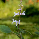 Image of Plectranthus stylesii T. J. Edwards