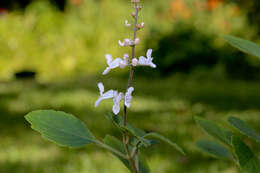 Image of Plectranthus stylesii T. J. Edwards