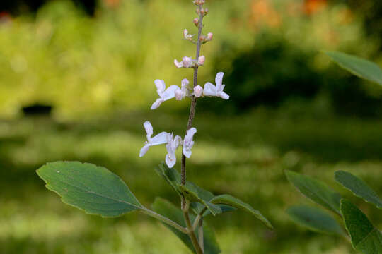 Image de Plectranthus stylesii T. J. Edwards