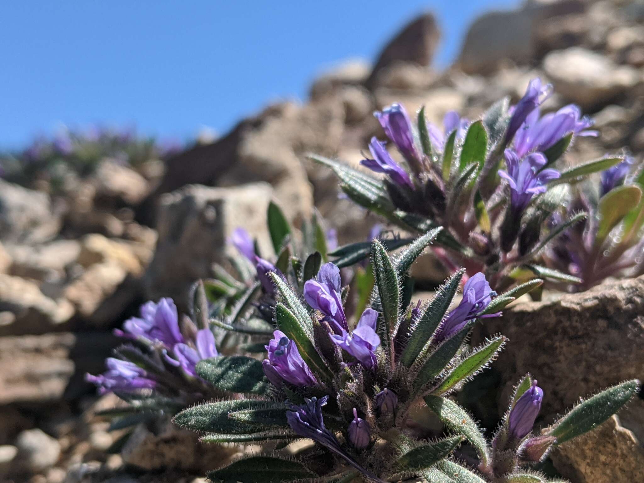 Image of Collomia debilis var. debilis