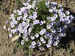 Image of Blue cup flower