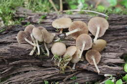 Image of Psathyrella pygmaea (Bull.) Singer 1951