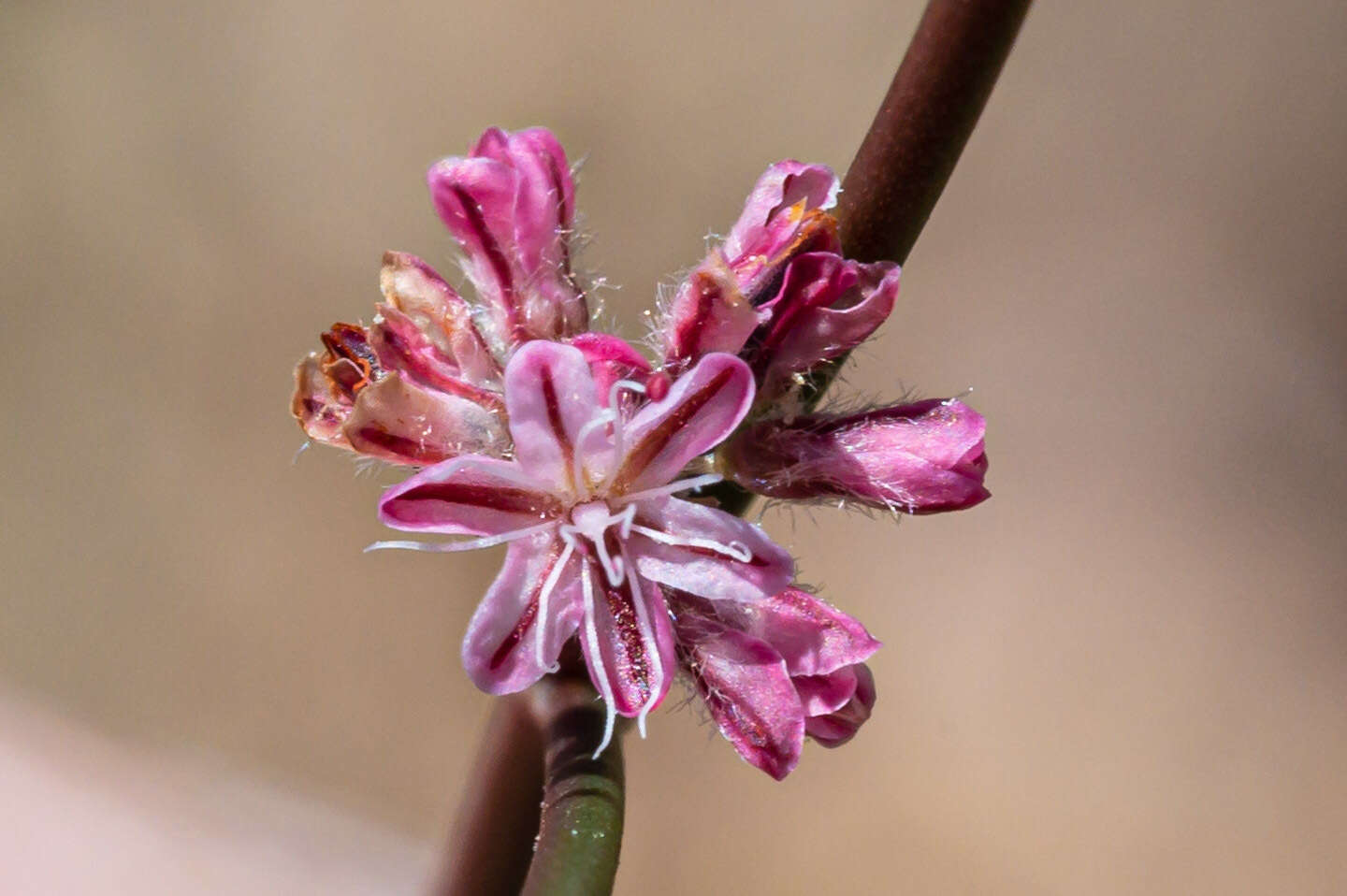 Image of chaparral buckwheat