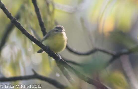 Слика од Vireo philadelphicus (Cassin 1851)