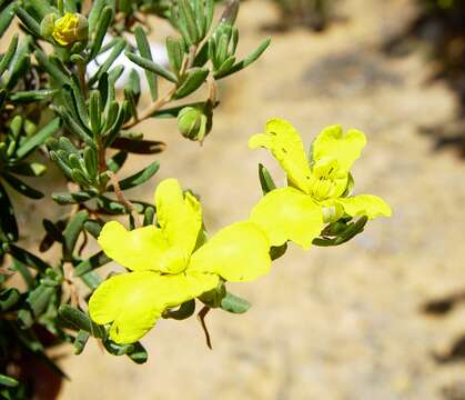 Plancia ëd Hibbertia hypericoides subsp. septentrionalis K. R. Thiele & Cockerton