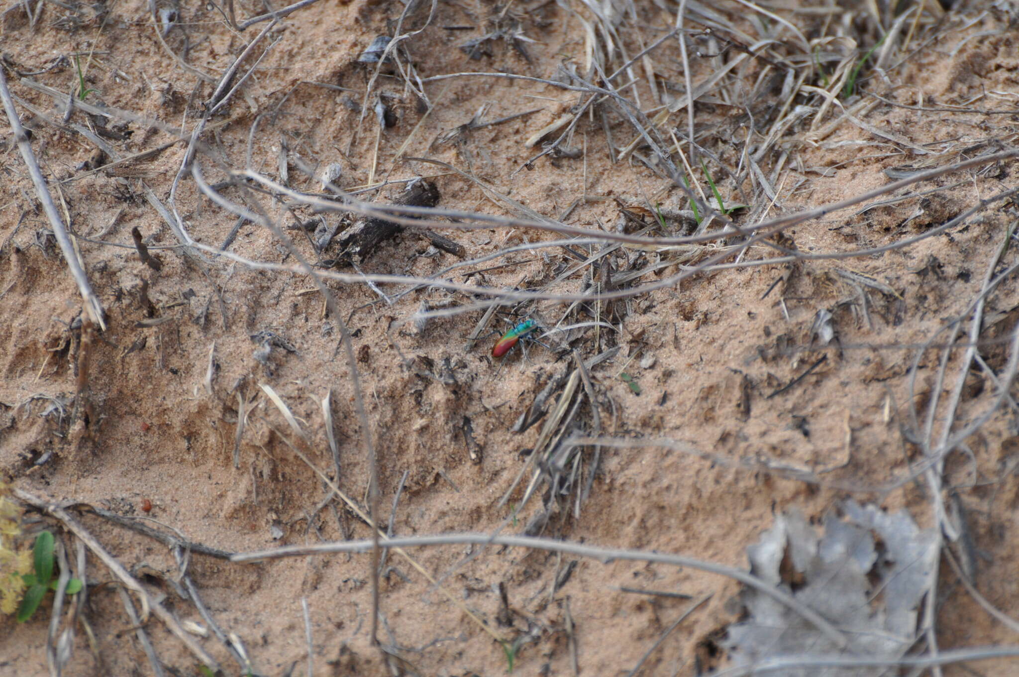 Image of Cicindela (Cicindela) scutellaris scutellaris Say 1823