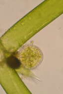 Image of Nitella furcata