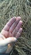 Image of Ontario blazing star