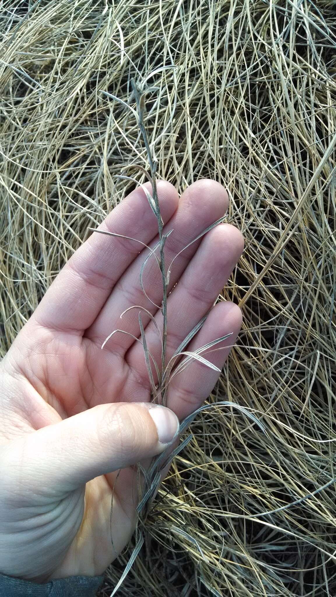 Image of Ontario blazing star