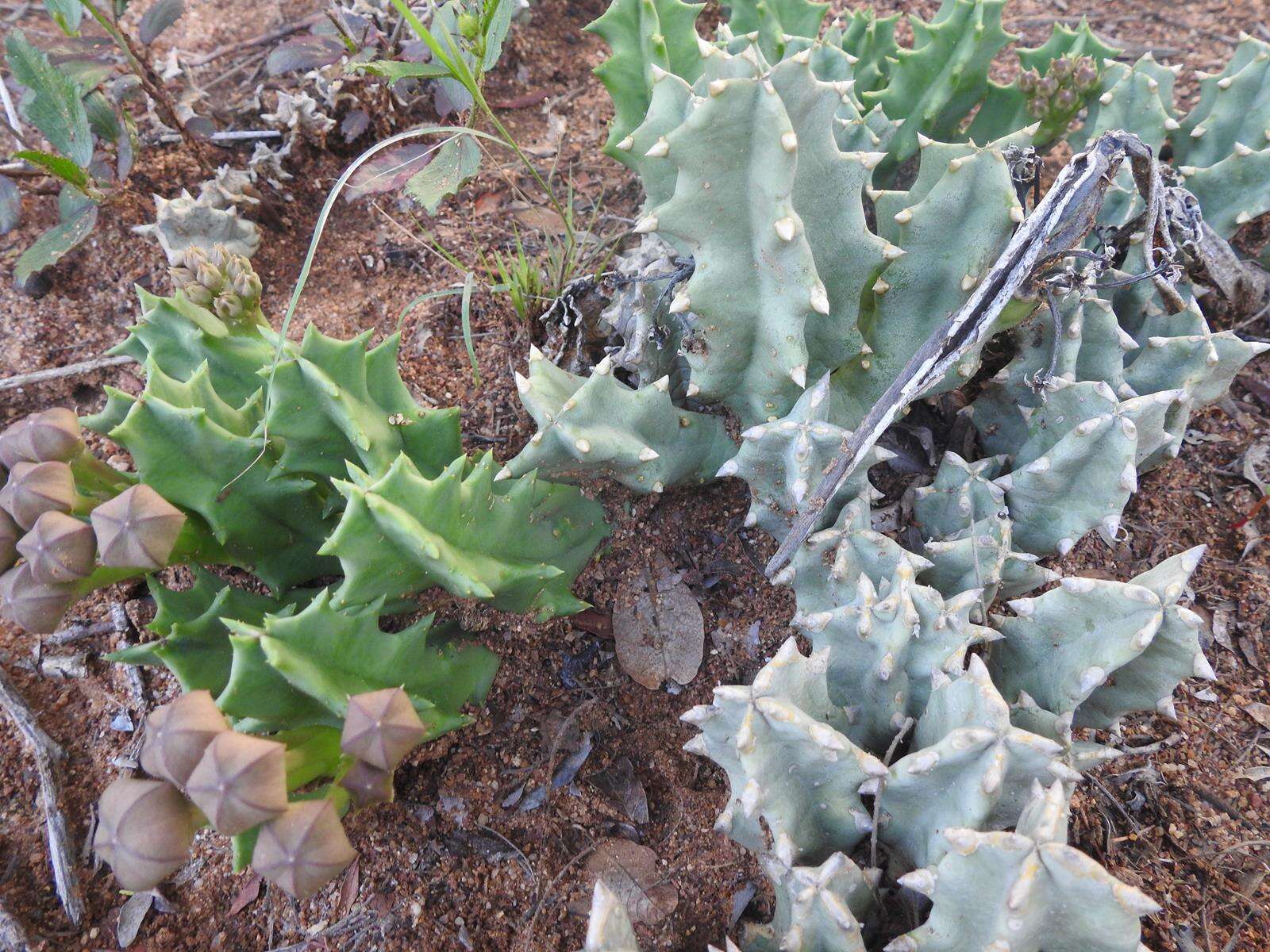 Sivun Ceropegia melanantha (Schltr.) Bruyns kuva