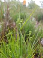 Image of Bush's umbrella-sedge