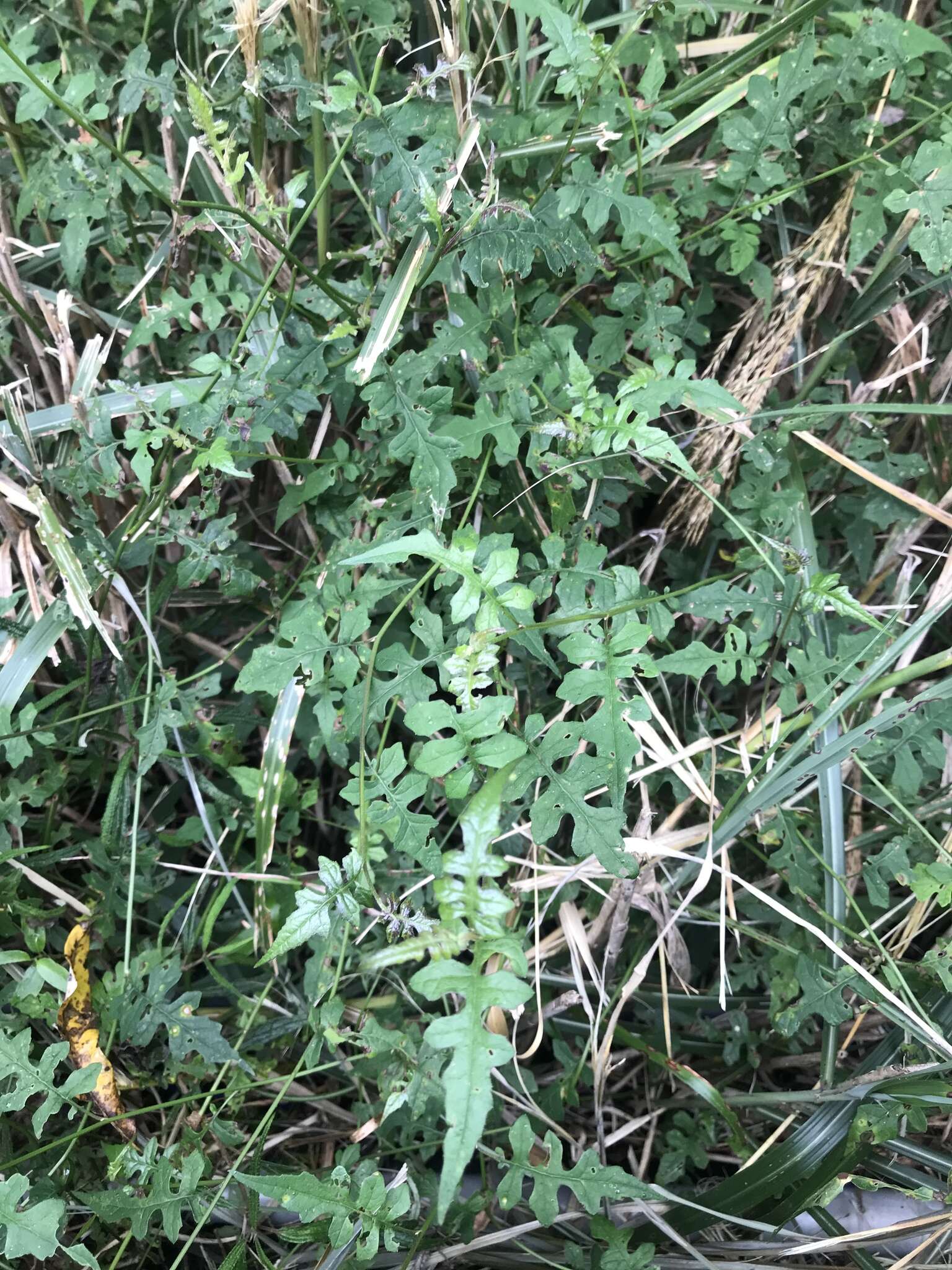 Image of Senecio scandens var. incisus Franch.