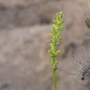 Image of Satyrium microcorys Schltr.