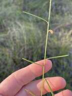 Image of summer spurge